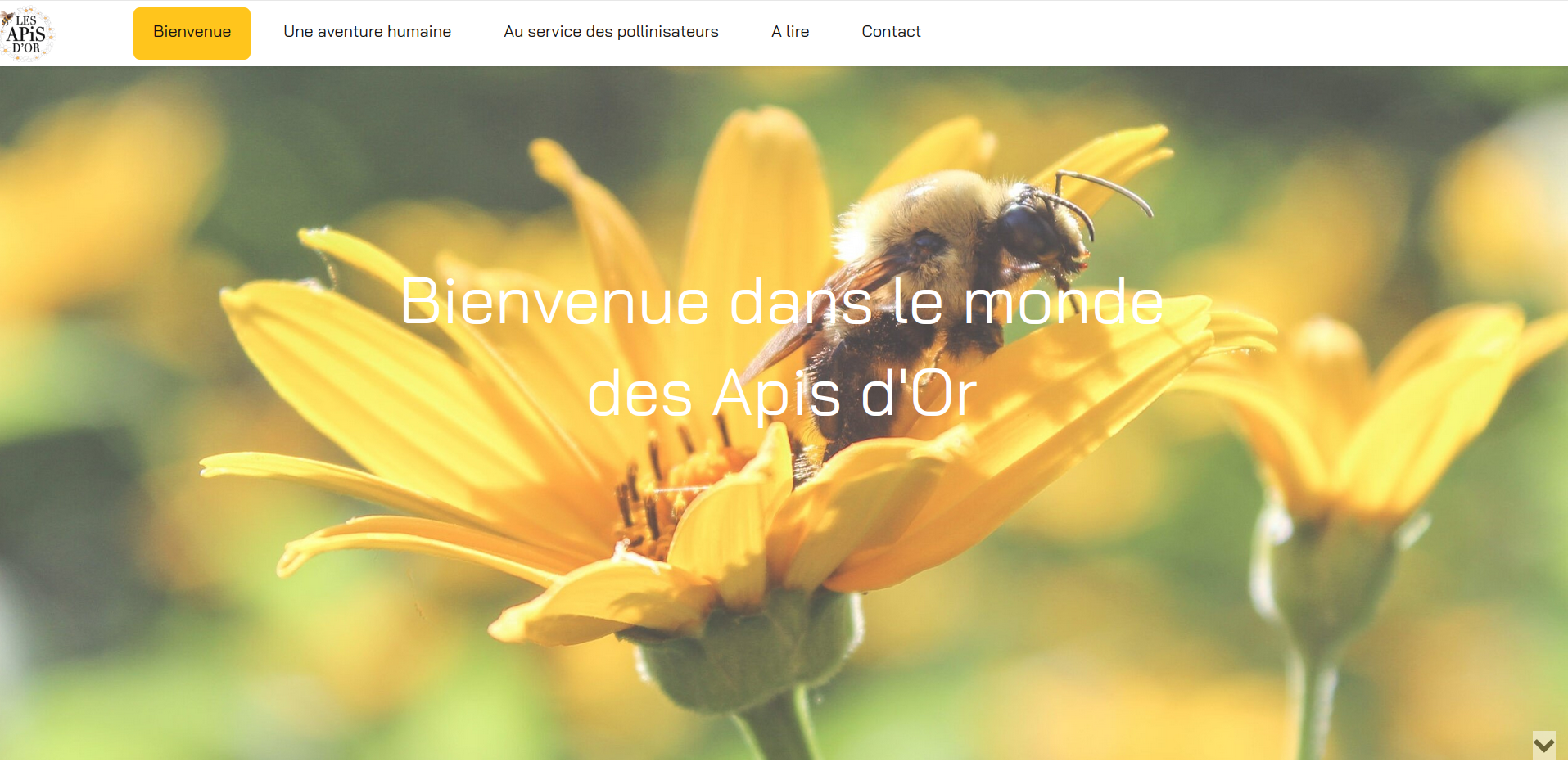 les apis d'or